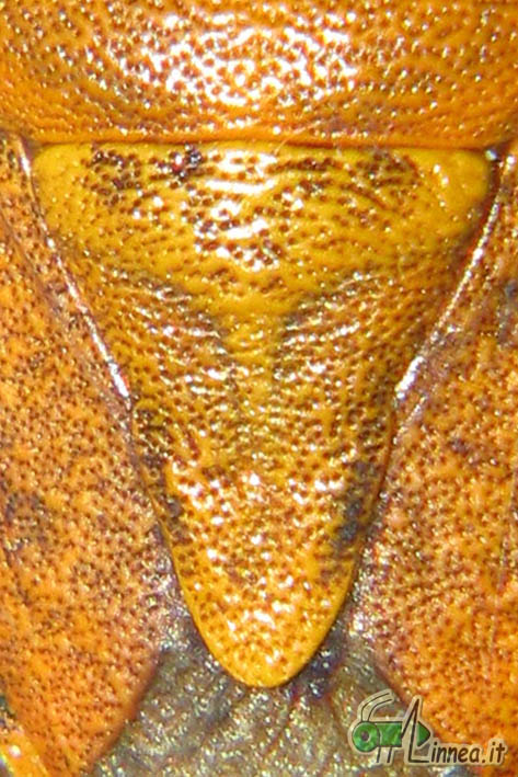 Carpocoris pudicus vs Carpocoris purpureipennis